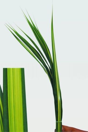 FEUIL. PANDANUS VERT/JAUNE 120CM